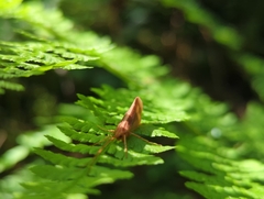Limnephilus rhombicus