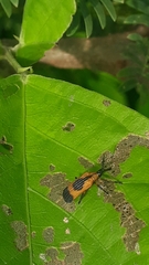 Oxychalepus balyanus