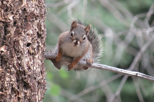Fremont's Squirrel, Los Alamos County, NM, USA, photo 9 of 10