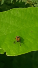 Oxychalepus balyanus