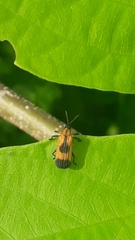 Oxychalepus balyanus