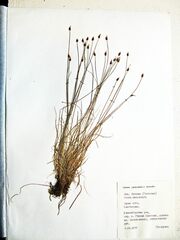 Carex jankowskii
