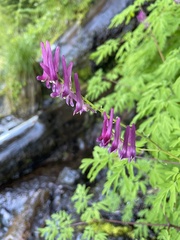 Corydalis scouleri