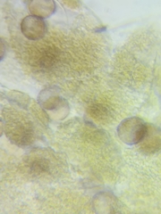 Physarum psittacinum