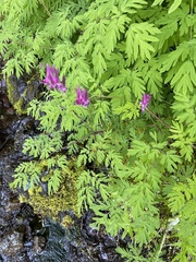 Corydalis scouleri