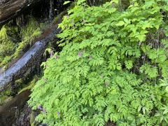 Corydalis scouleri