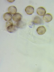 Physarum psittacinum