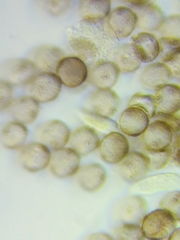 Physarum psittacinum