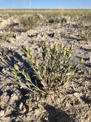 Xanthisma grindelioides