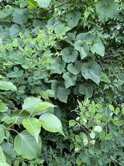 Vitis amurensis