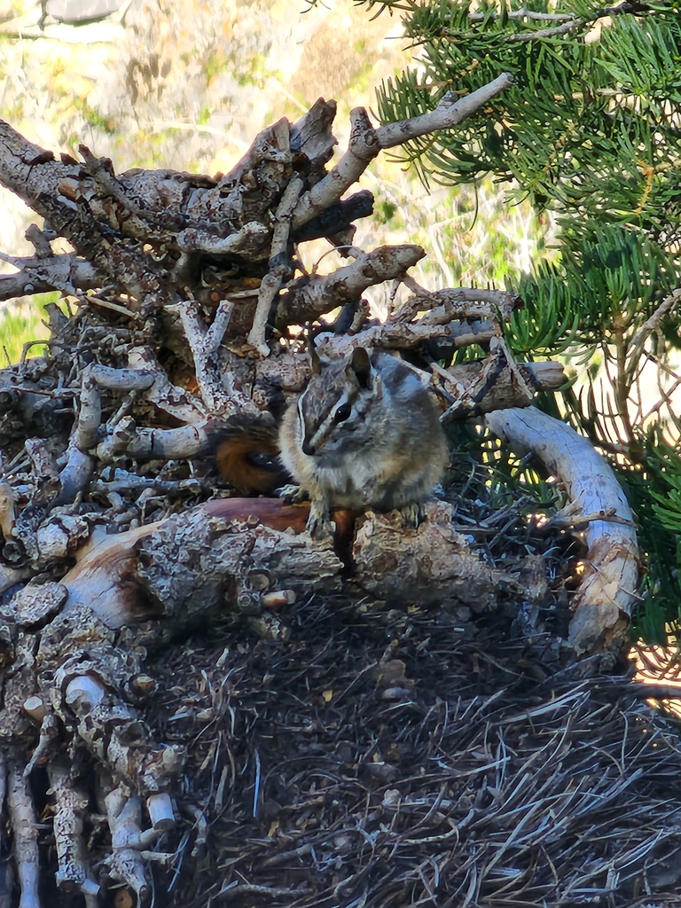 Palmer's Chipmunk in June 2022 by blakewxb · iNaturalist