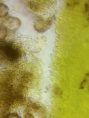 Physarum psittacinum