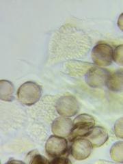 Physarum psittacinum