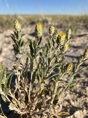 Xanthisma grindelioides