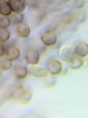 Physarum psittacinum