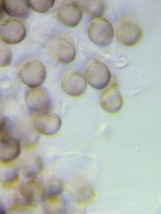 Physarum psittacinum