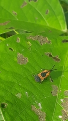 Oxychalepus balyanus