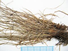 Carex jankowskii