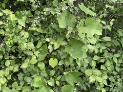 Vitis amurensis