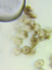 Physarum psittacinum