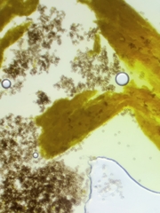 Physarum psittacinum