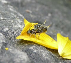 Protandrena albitarsis