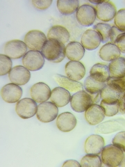 Physarum psittacinum