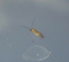 Trichopsocus