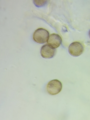 Physarum psittacinum