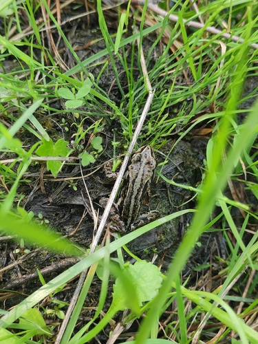 Amur Brown Frog, Rana amurensis