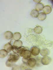 Physarum psittacinum