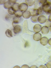 Physarum psittacinum