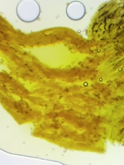 Physarum psittacinum