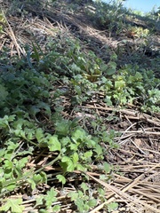 Nemophila spatulata