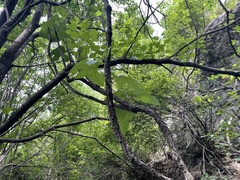 Ampelopsis humulifolia