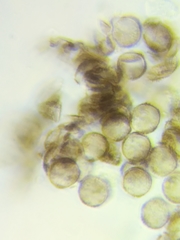 Physarum psittacinum