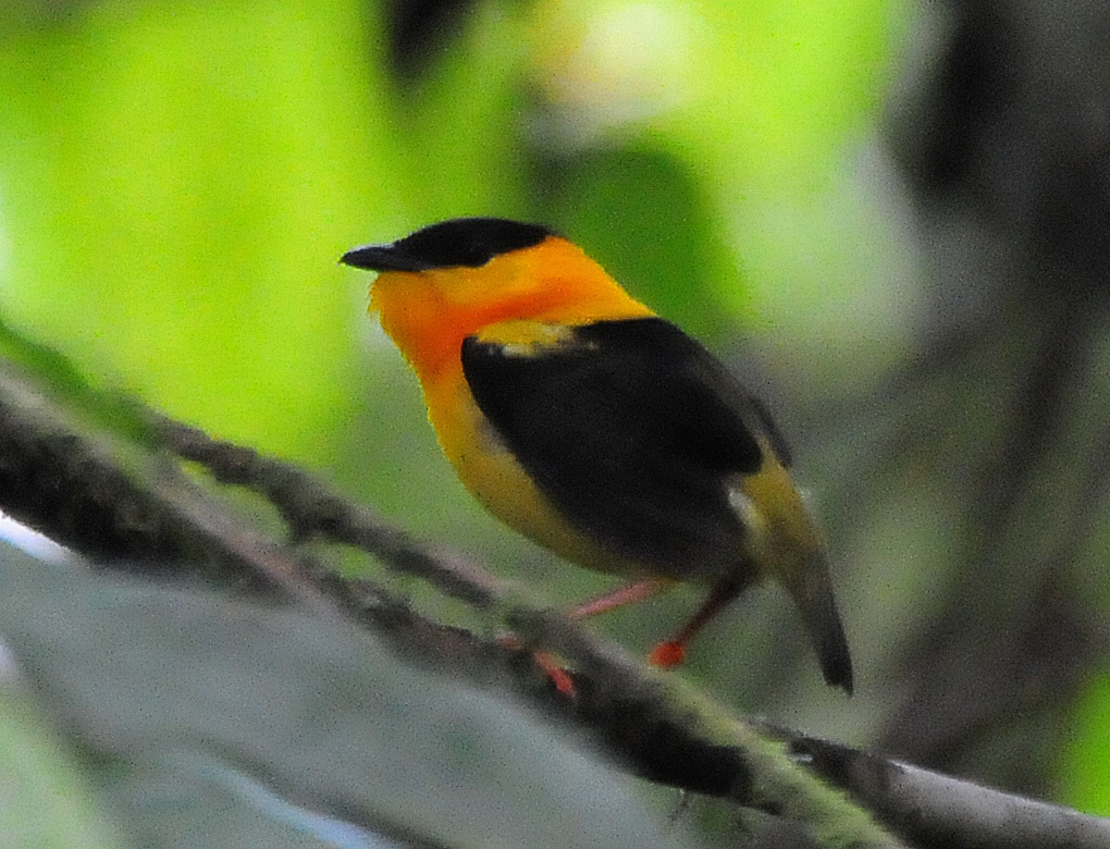 Orange-Collared Manakin