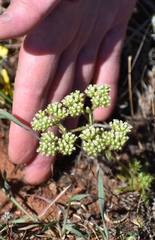 Chorizanthe stellulata