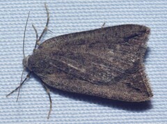 Amelora belemnophora