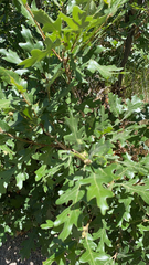 Quercus gambelii