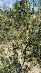 Cercocarpus montanus