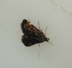 Heliothela wulfeniana