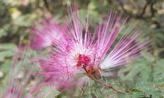 Calliandra selloi