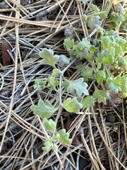 Nemophila spatulata