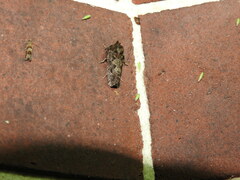 Acrolophus arcanella