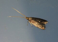 Lecithocera nigrana