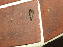 Acrolophus arcanella