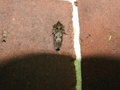 Acrolophus arcanella