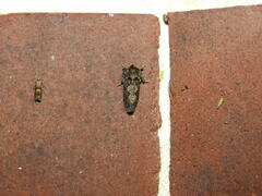 Acrolophus arcanella