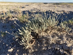 Eriogonum pauciflorum
